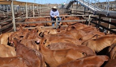 Roma sale 10 Mar 2026: Numbers slashed to 2100 after rain