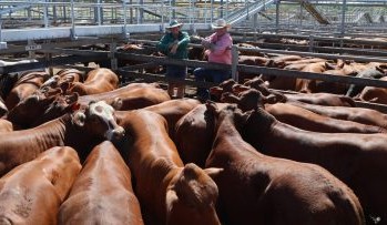 Roma sale 3 Mar 2026: Yarding above 7200, with light cows stronger