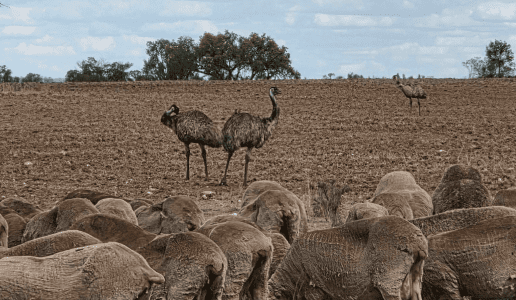 Feedgrain Focus: Markets lift despite patchy rain in south