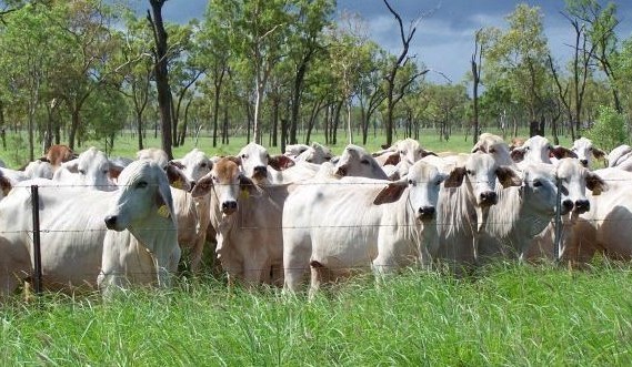 Breeding for bigger cattle may come with hidden fertility trade-offs