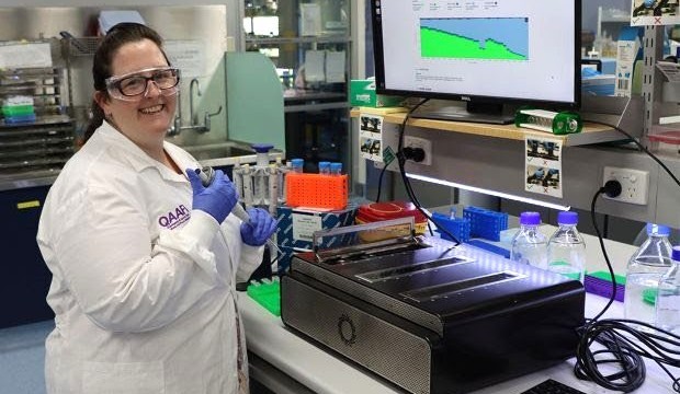 DNA testing solves hornless cattle mislabelling mystery