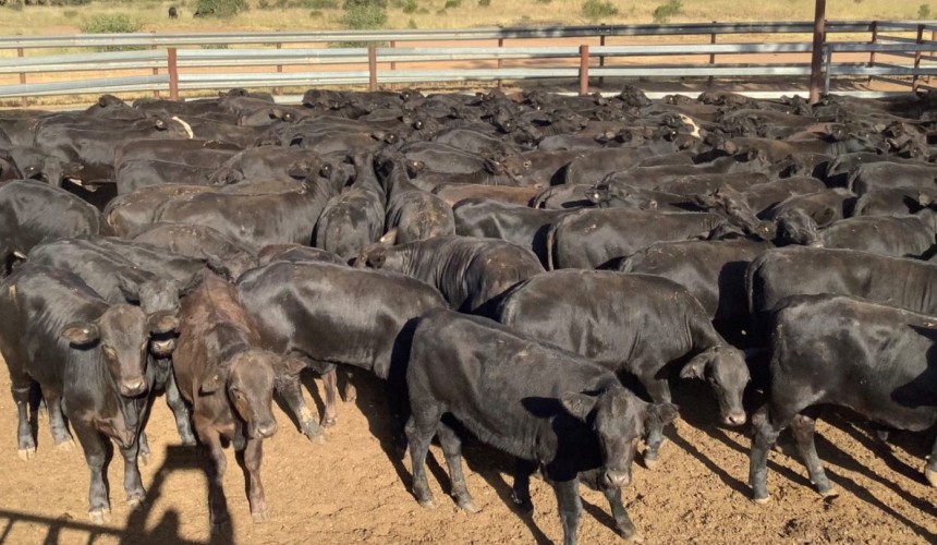 Clearance lifts to 59pc in 20,032 head AuctionsPlus offering