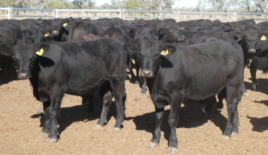 Big 25,180 head online catalogue includes 61pc from seasonally-challenged northern NSW region  