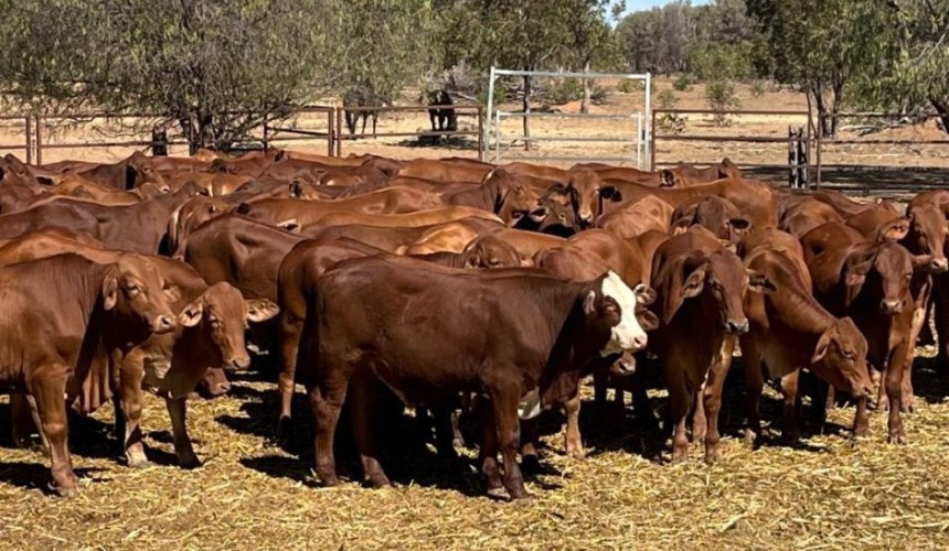 Big price slides in steers and heifers in 22,598 head AuctionsPlus offering