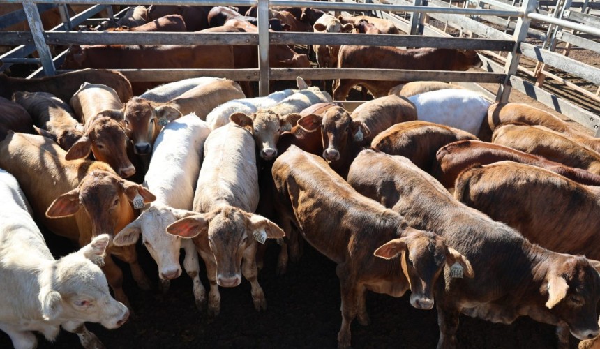 Roma sale 7 Apr 2026: Numbers fall to 3900, with solid restocker demand for lighter lines