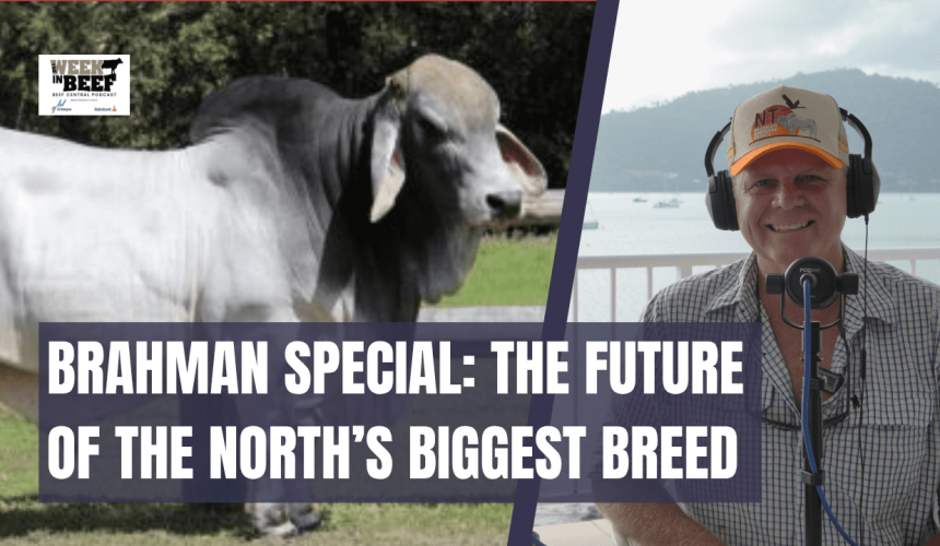 Podcast: Brahman economics | Indonesian tastes | How many cattle in Whitsundays?