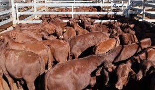 Roma sale 14 Apr 2026: Dry pushing southern cattle north