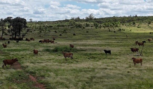 Farmland prices set for modest growth in year ahead: Rabobank
