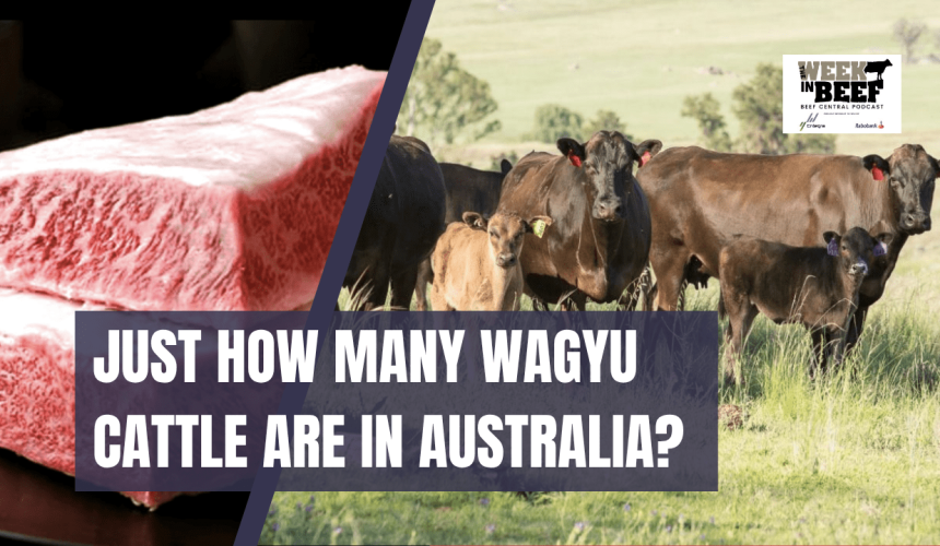 Podcast: NSW herd sell-down | Kerins’ Wagyu move | Wagyu’s Northern footprint