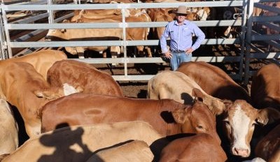 Roma sale 31 Mar 2026: Markets under pressure, with some plainer types back 20-40c/kg
