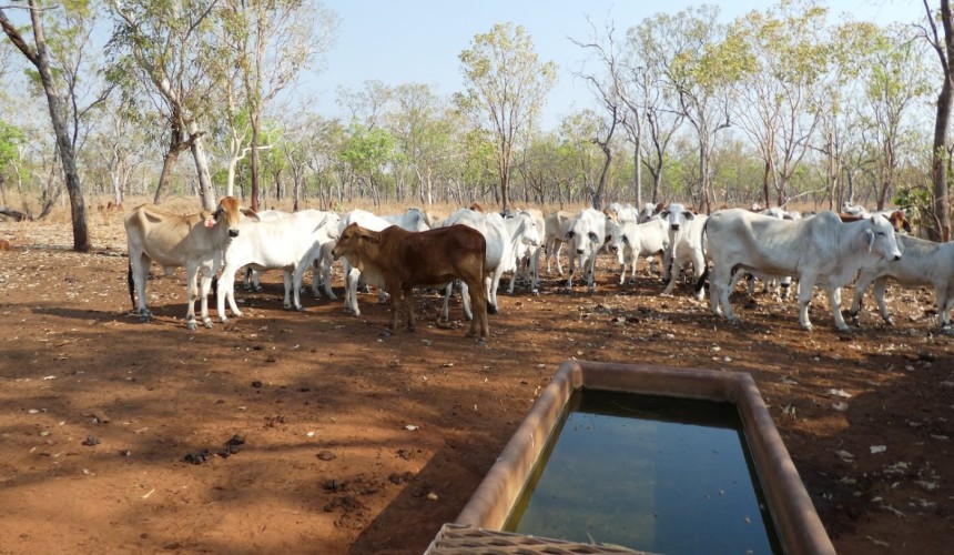 Water troughs could become frontline defence in early disease detection