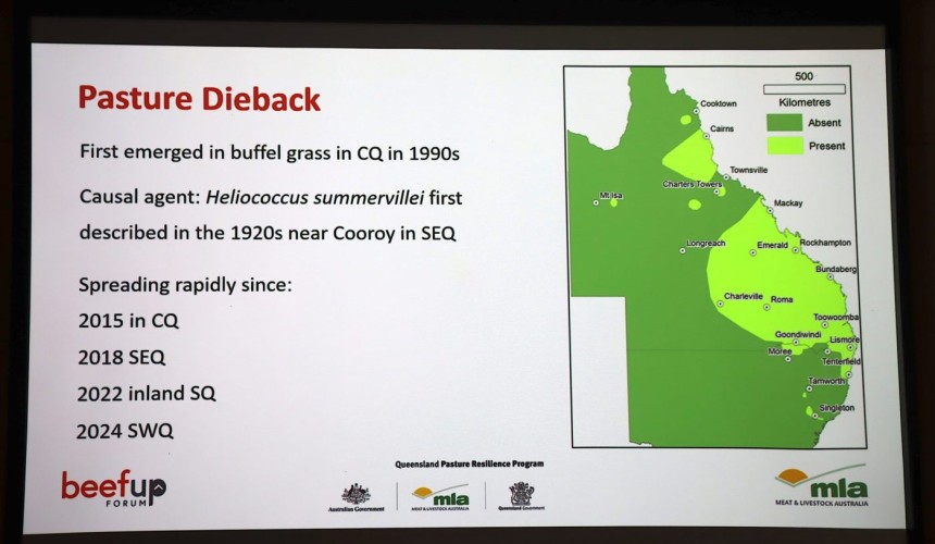 Dieback spread widens, but pasture systems offer way forward