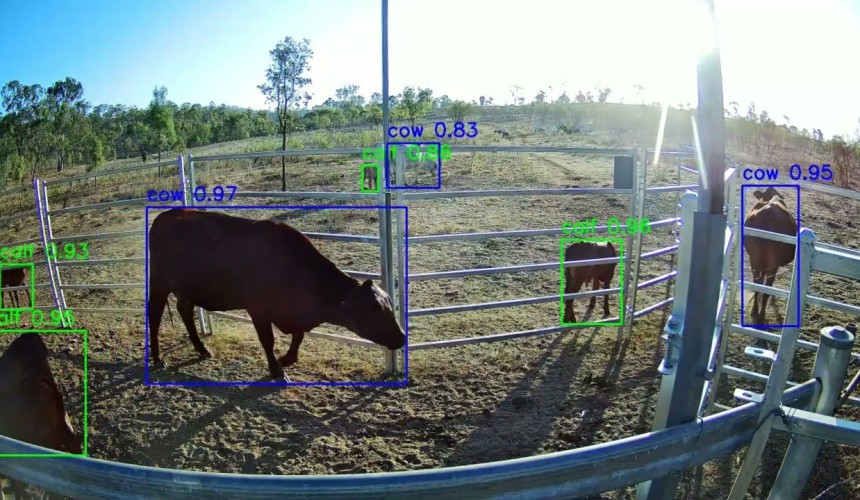 AI: How the gloves are coming off in the cattle industry