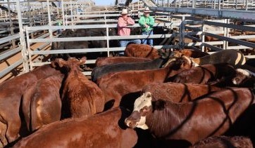 Roma sale 21 Apr 2026: Patchy market impacted by weather