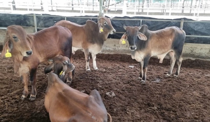 SE Asia Report: The cheap protein challenge reshaping Southeast Asia’s beef markets