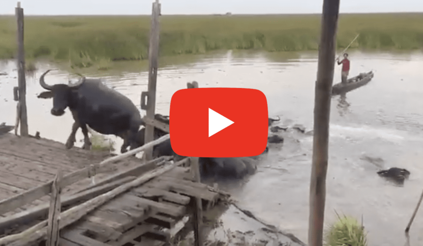 Swamp Buffalo – Literally