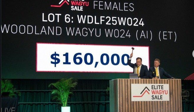 Females peak at $160,000 at Elite Wagyu Sale