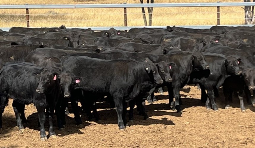Lifts in steer and heifer values in smaller 16,219 head AuctionsPlus offering