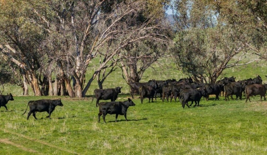 Recent property listings in NSW and South Australia