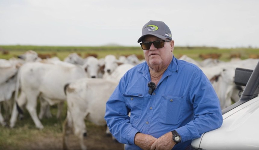 Quiet cattle help North Queensland Brahman breeder achieve MSA grading for grassfed beef program