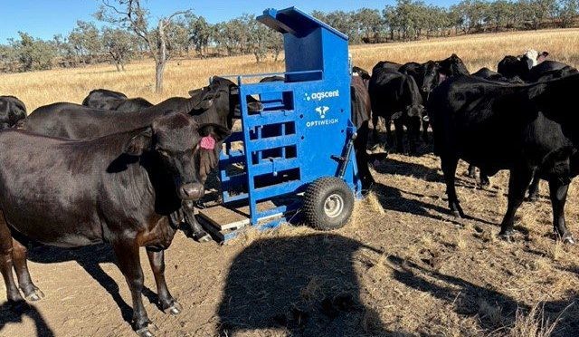 Prospects for algae nutritional supplementation of beef cattle: Your questions answered