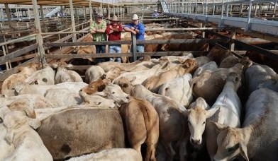Roma sale 5 May 2026: Cows lead dearer market