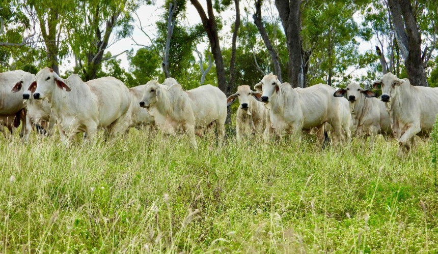 Movement at the station: Recent property listings in Queensland