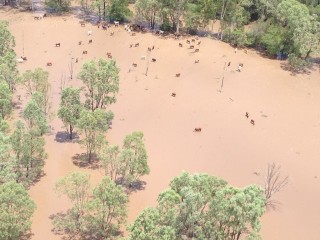 Cattle in flood water on Callungal Station near Calliope photographed by Will Wilson from his chopper yesterday. 