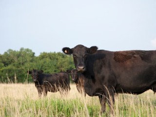 Beef cattle produce the most greenhouse gases during the cow-calf phase according to research. 
