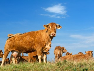 Scientists say that all cattle in the world today can be traced backed to a single herd of wild ox that were domesticated in modern day Iran 10,500 years ago.