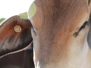 The northern cattle industry is relying on more detail from import permits to provide value signals for slaughter-weight exports.