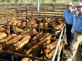 Bruce and Sue McClymont, Shadyside Grazing, Longreach, inspecting their bullocks with their agent Richard Simpson, Simstock Rural Agencies, Longreach..