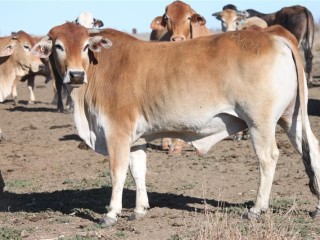 Similar cattle to those that have been reported stolen.