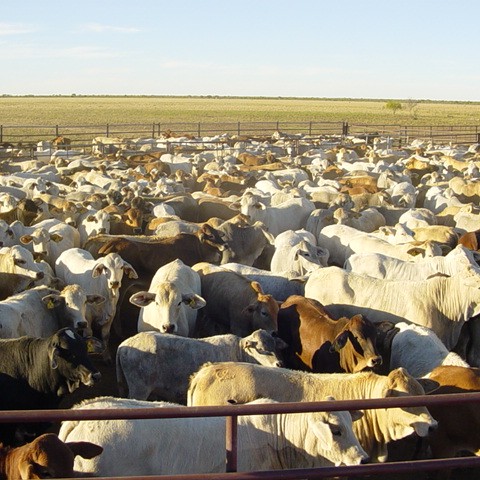 Weaners on Brunchilly