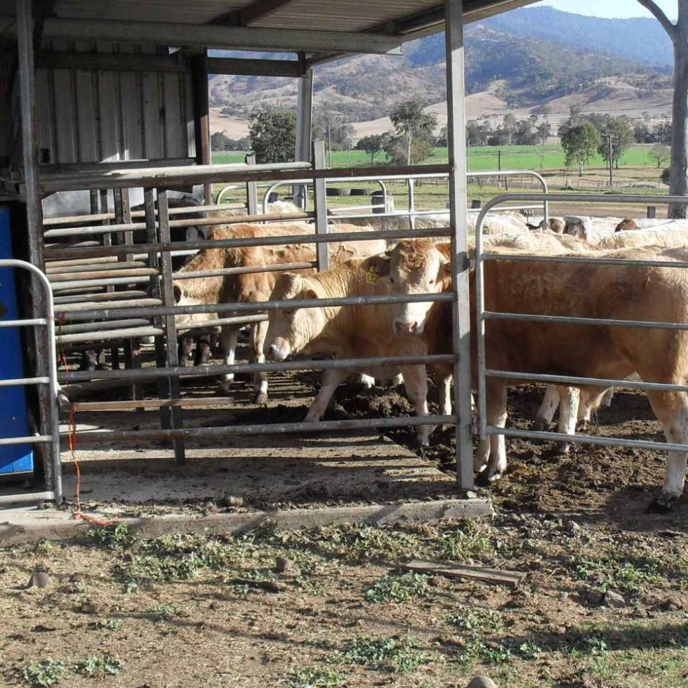 Part of the feed efficiency testing station set up near Rathdowney 