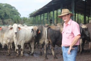 Dick Slaney with Australian steers on feed in Elders' feedlot near Lampung in Sumatra.