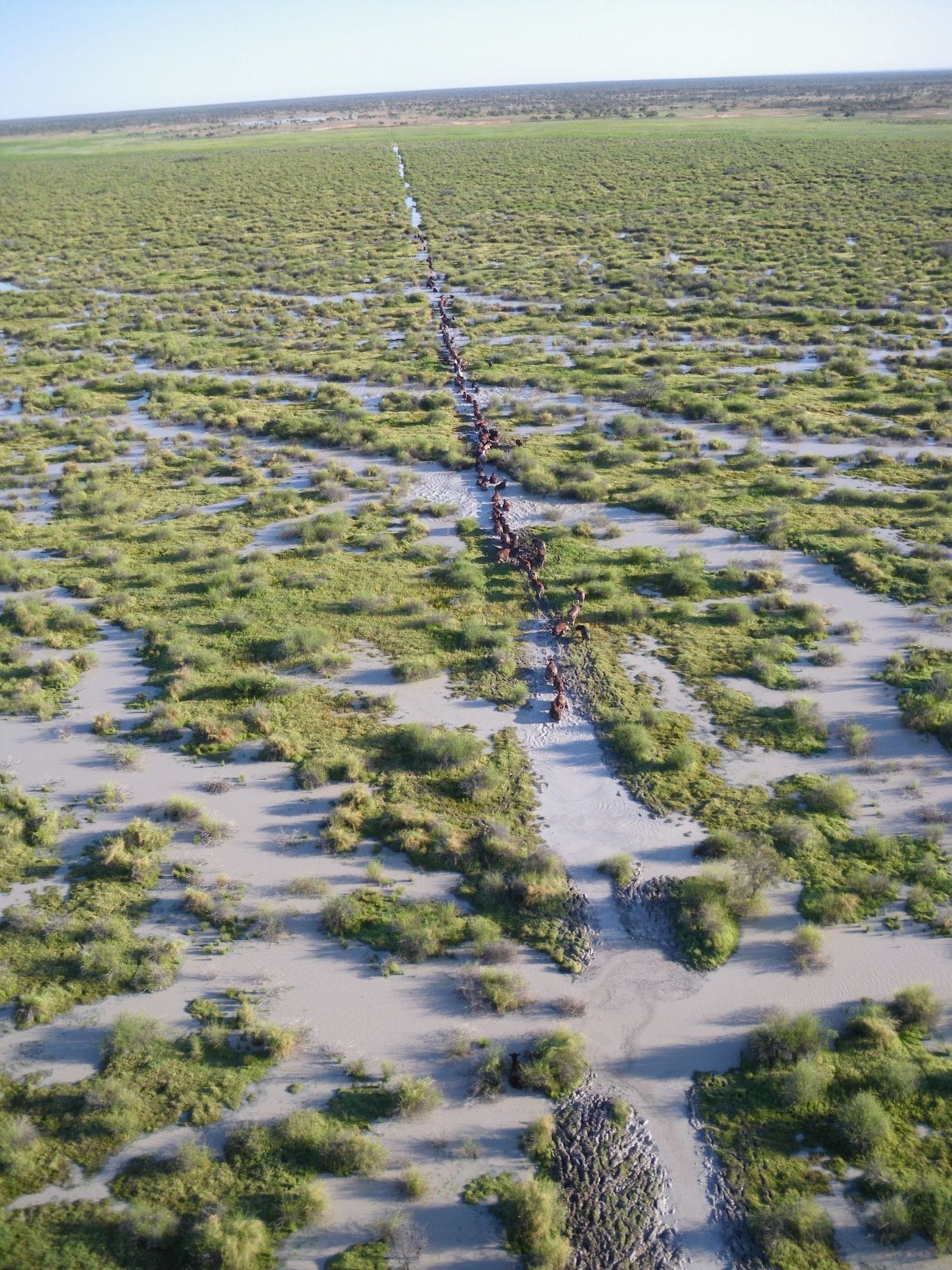 Kidman's Channel Country during the big 2012 season