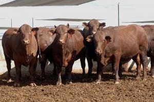 good-gf-bullocks-sml