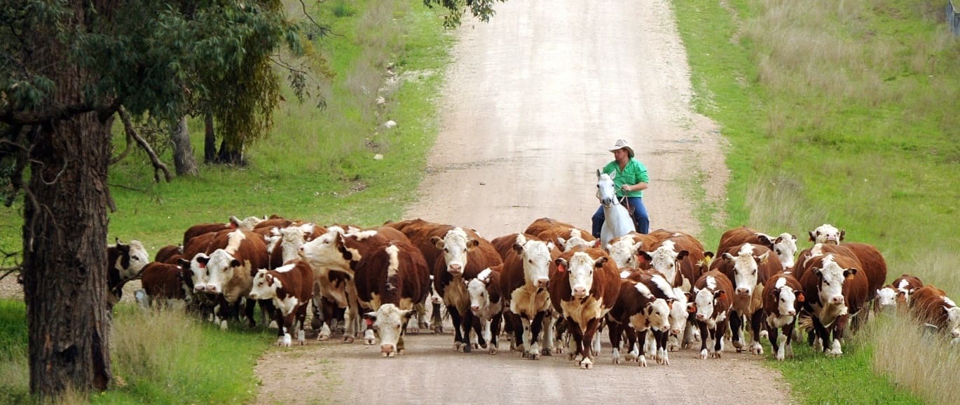 herefords-southern-commercial-cattle-cow