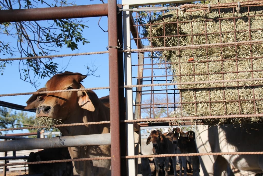 Brahman steers in an export yarding prior to shipping.