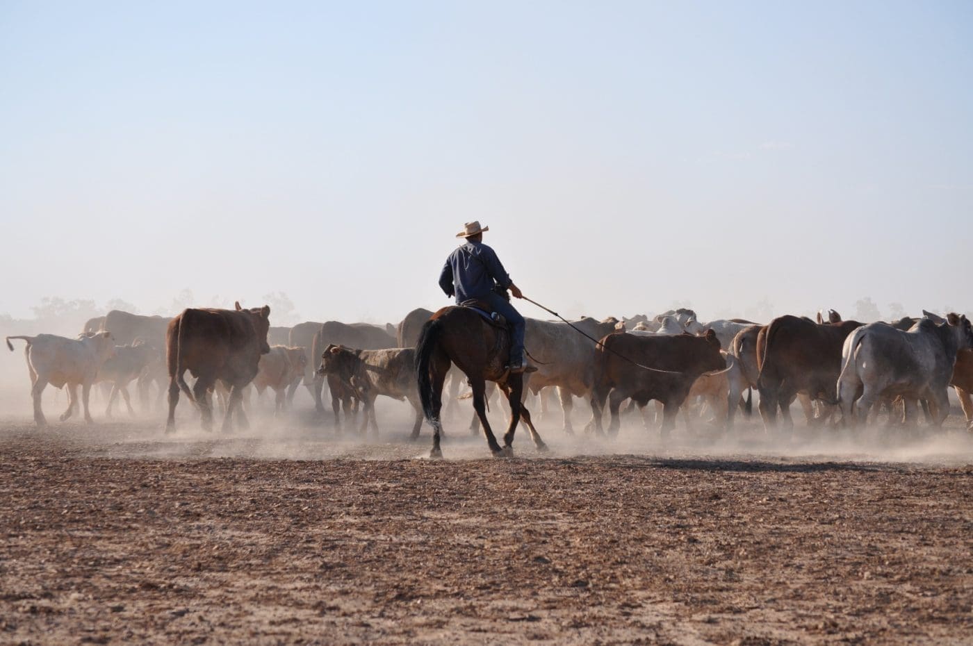 paraway-macquarie-davenport-cattle