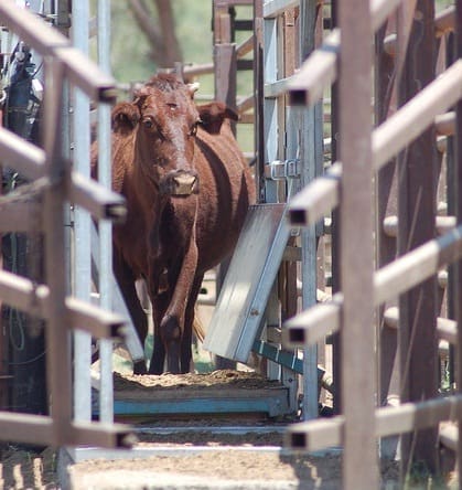 Remote monitoring systems will be used to gain a picture of watering habits among cattle in extensive production systems