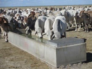 Cattle drink from a new trough on Beetaloo.