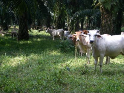 Cattle under palm 2