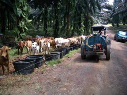 Cattle under palm 3