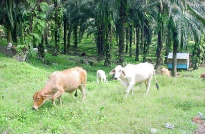 Cattle under palm