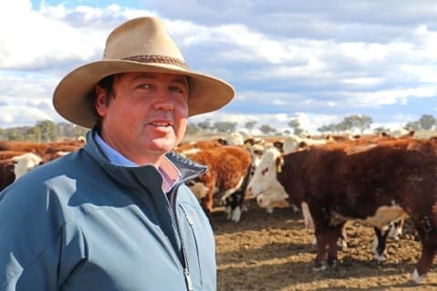 Commercial producer Damien O’Leary, Elong Elong, inspects the cohort steers at Tullimba