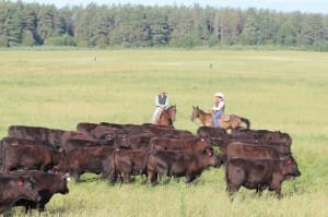 Angus cattle in Russia.