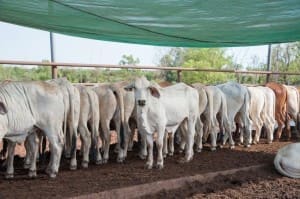 Export cattle in the NTLEA's Berrimah Export Yards.