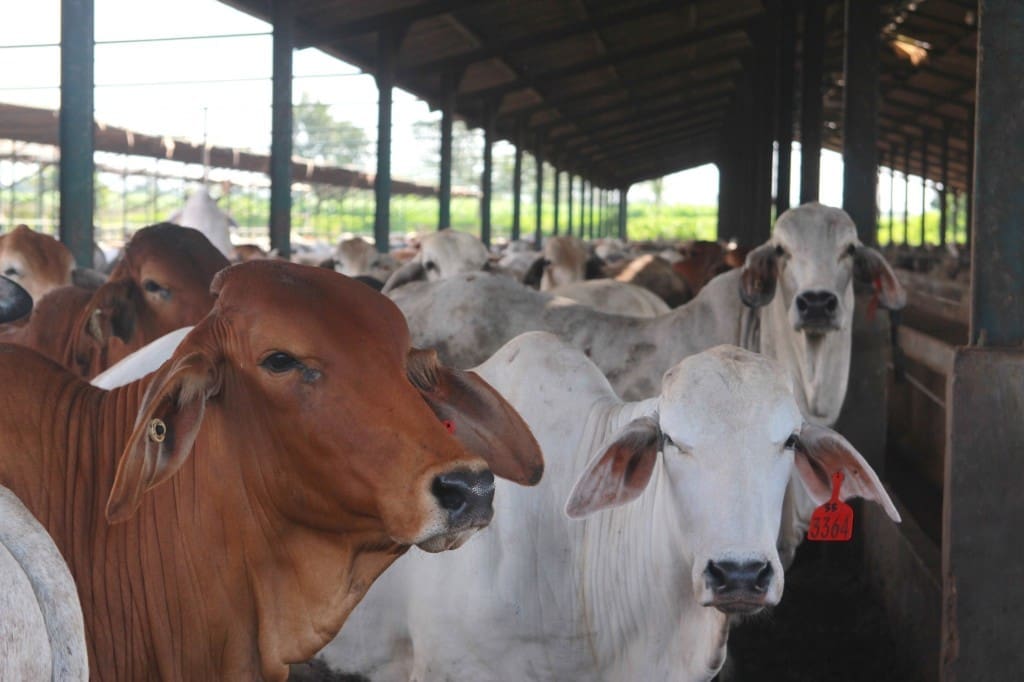 Australian cattle on feed in Indonesia.